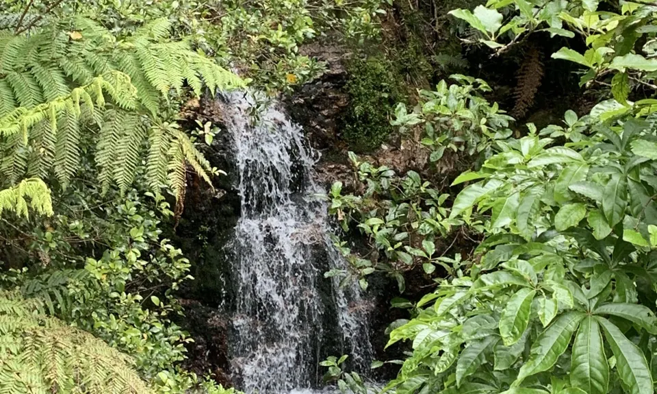 Te Aroha -Waiorongomai Loop, Waikato
