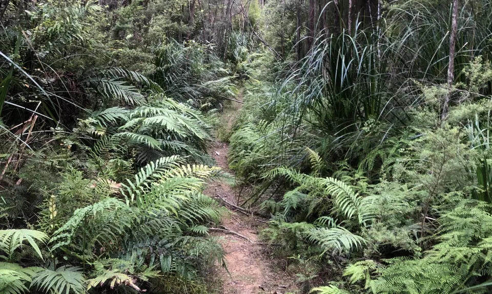 Puketi Forest Loop, Northland