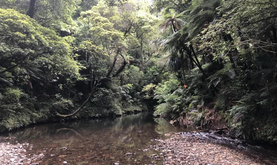 Puketi Forest Loop, Northland