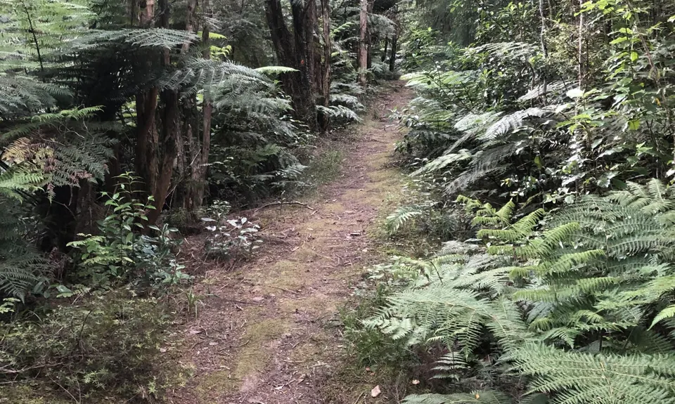 Puketi Forest Loop, Northland
