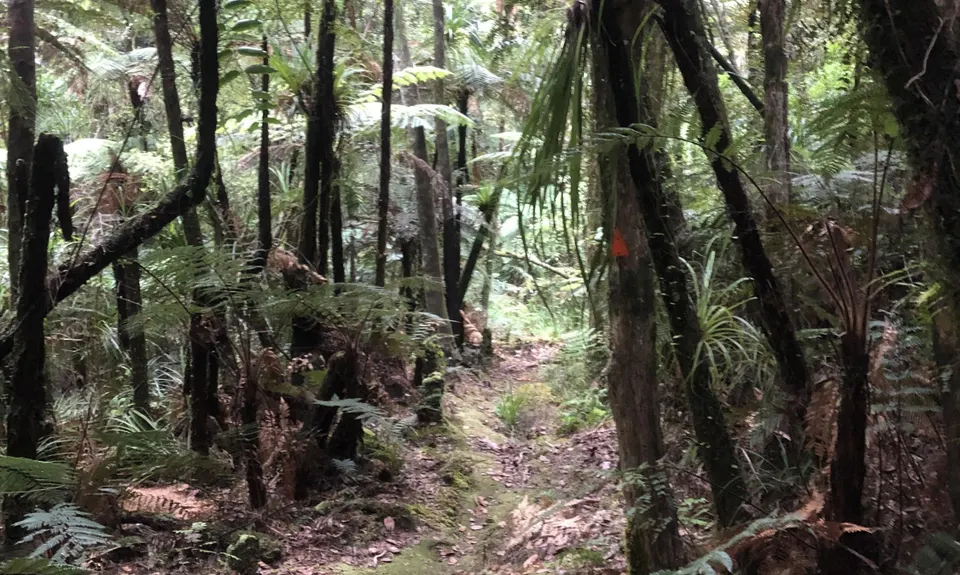 Puketi Forest Loop, Northland