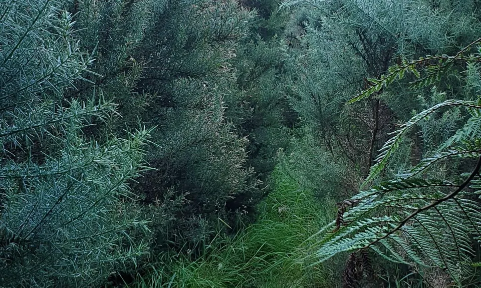 Burrton's Track Return, Manawatu - Wanganui