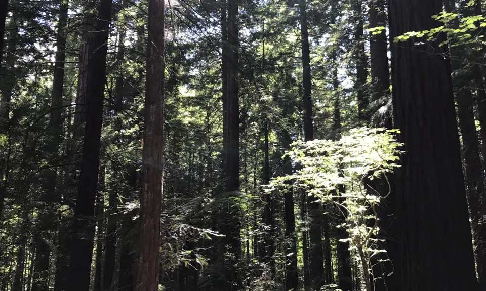 Timber Trail, Waikato