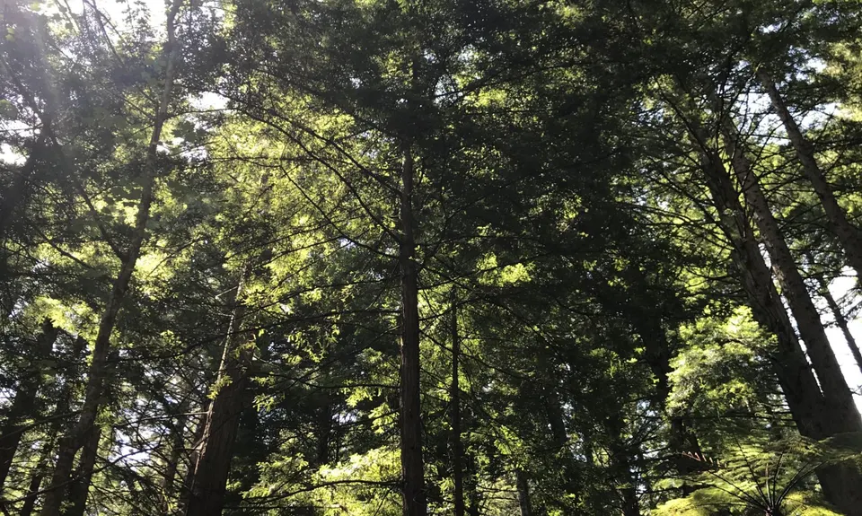 Timber Trail, Waikato