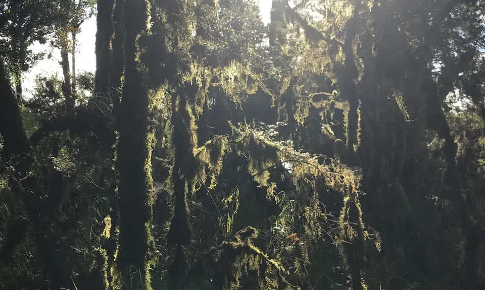 Timber Trail, Waikato