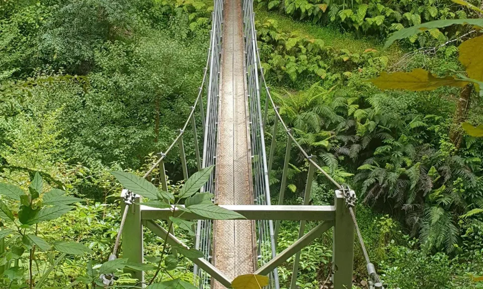 Murray Creek / Konini Track Loop, West Coast
