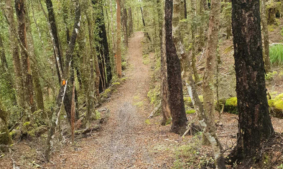 Murray Creek / Konini Track Loop, West Coast
