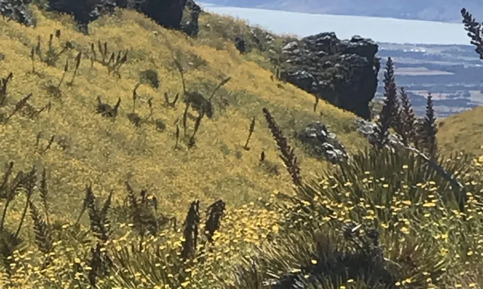 Little Criffel from the Larches, Otago