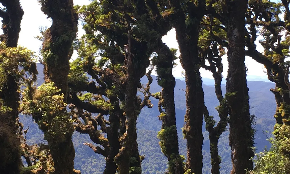 Mt Matthews, Wellington