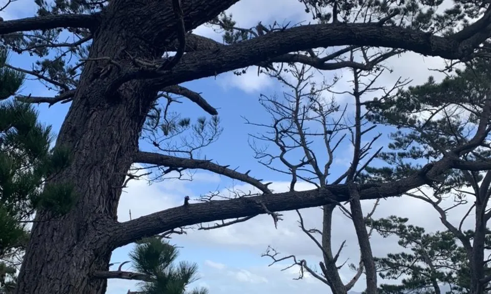 Waikowhai Stairs, Bush & Beach, Auckland