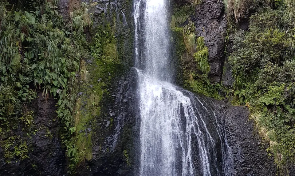 Piha Surf & Bush, Auckland