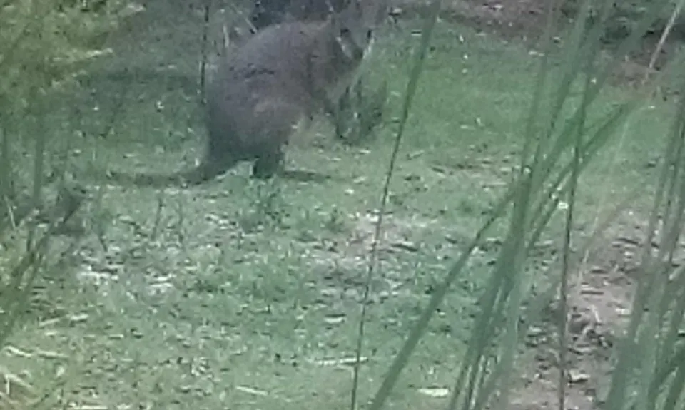 Valley of the Killer Zombie Wallabies, Bay of Plenty