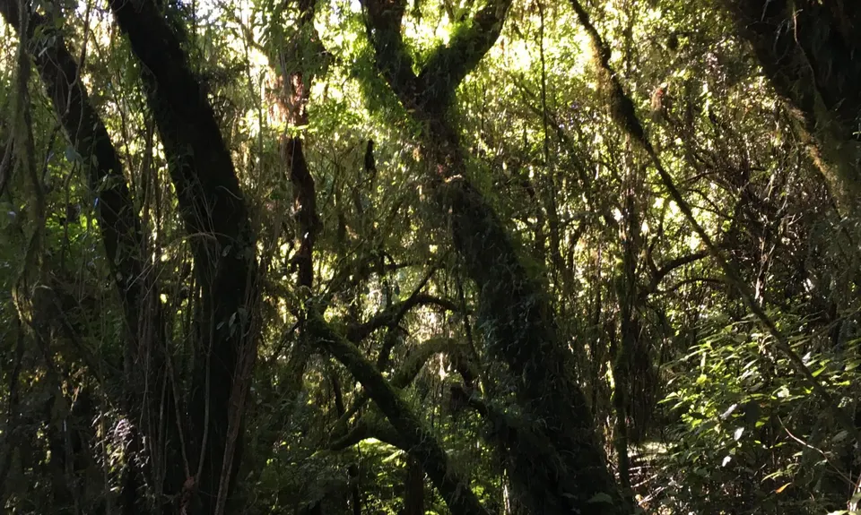 Mitchells Meander, West Coast
