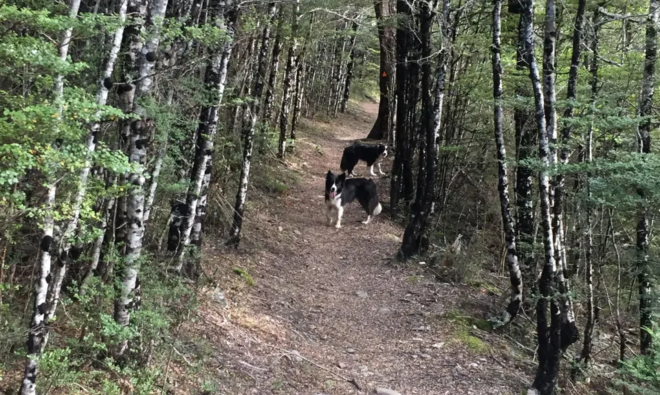 Mt Richardson Rippa, Canterbury