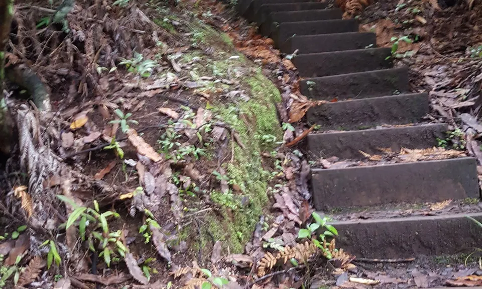 Cascade Kauri V2, Auckland