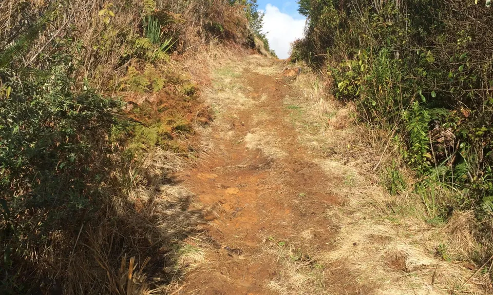 Buffalo Girl Trail - Tect Park, Bay of Plenty