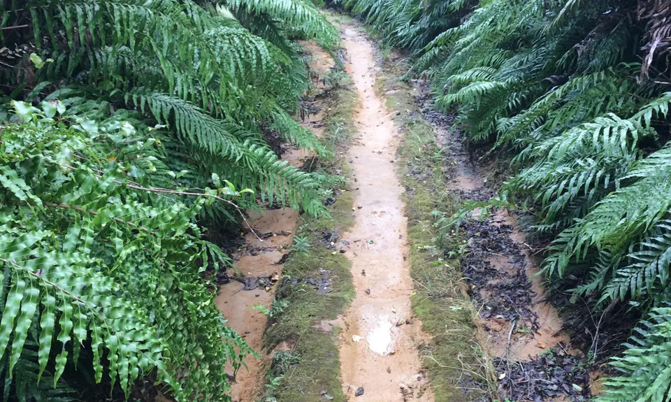 Buffalo Girl Trail - Tect Park, Bay of Plenty