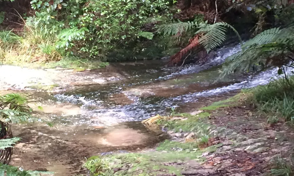 Buffalo Girl Trail - Tect Park, Bay of Plenty