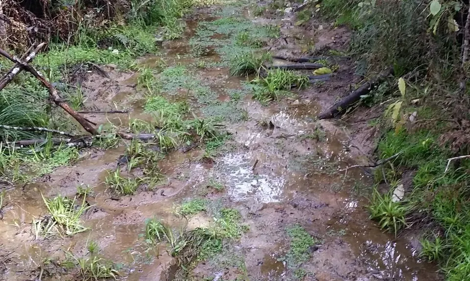 Ernie's loop, Auckland