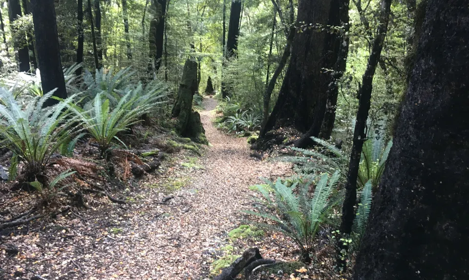 Hello Rotoroa, Tasman