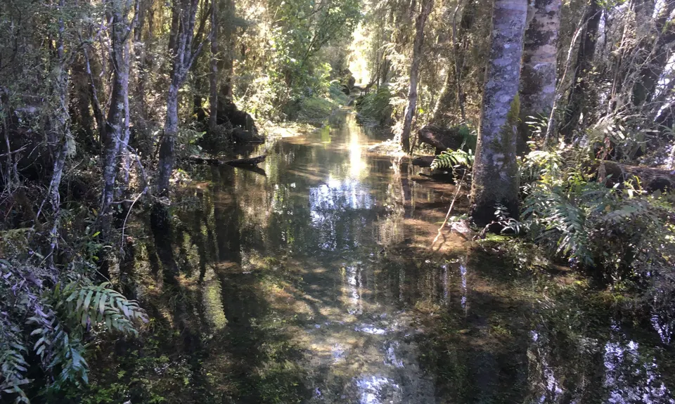 Hello Rotoroa, Tasman