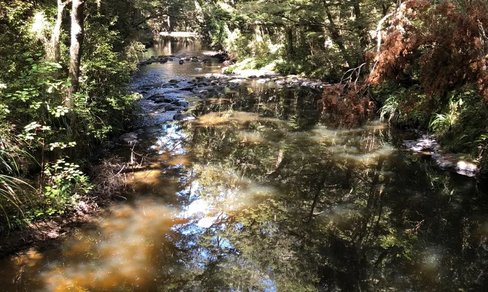 Catlins River Track, Otago