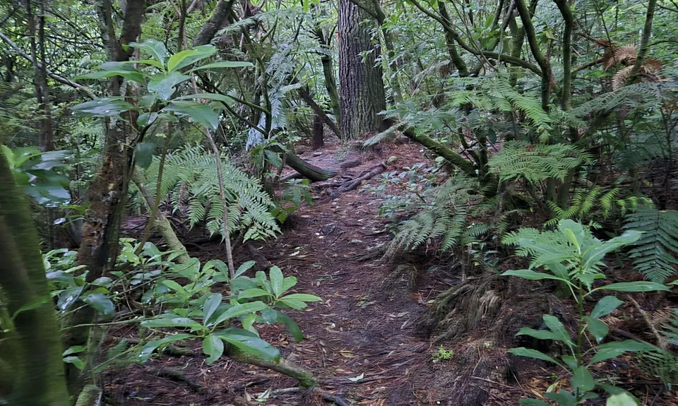 Run Forest Run!, Auckland