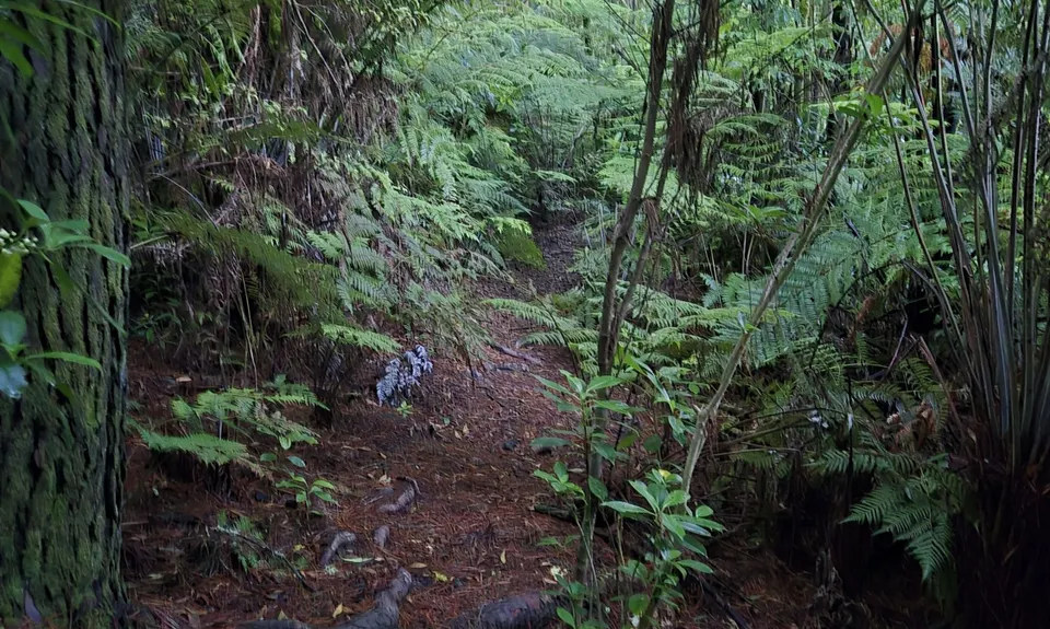 Run Forest Run!, Auckland