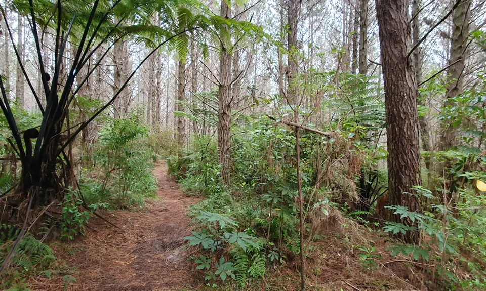 Run Forest Run!, Auckland