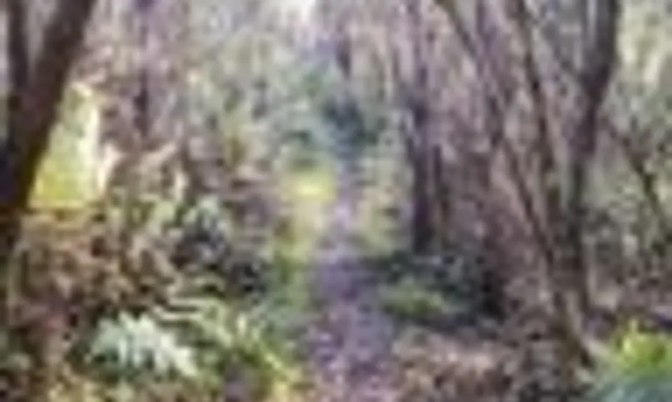 Langs View Track, Northland