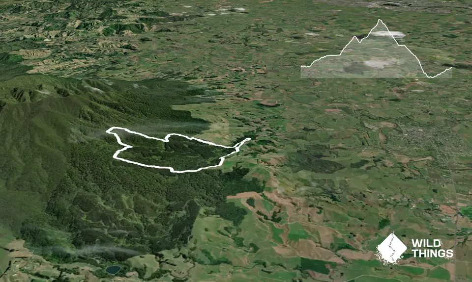Sainsbury Forest Foot Loop, Waikato