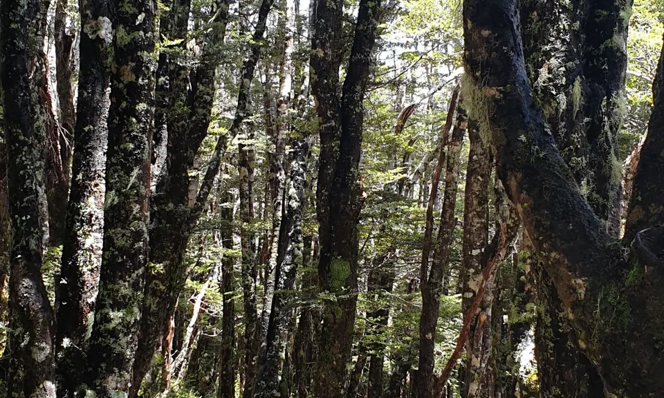 Parachute Rocks and St Arnaud Ridge, Tasman