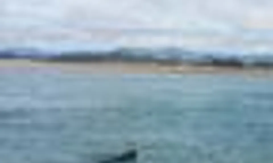 Sandhills, Cannibals & Sea-Lions, Otago