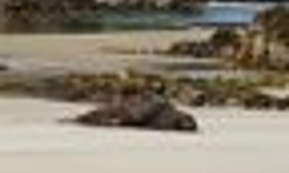 Sandhills, Cannibals & Sea-Lions, Otago