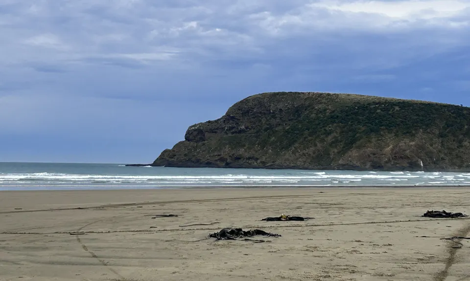 Sandhills, Cannibals & Sea-Lions, Otago