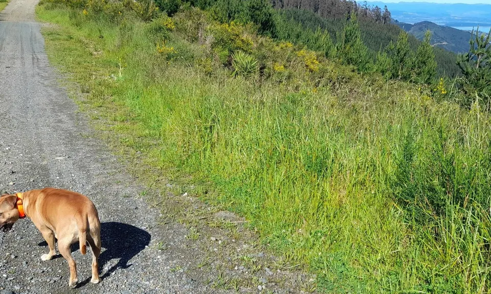 Sharlands-Central Road Loop, Nelson