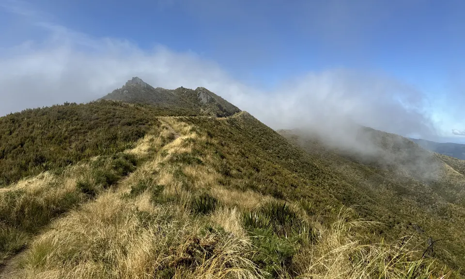 Silver Possum , Otago