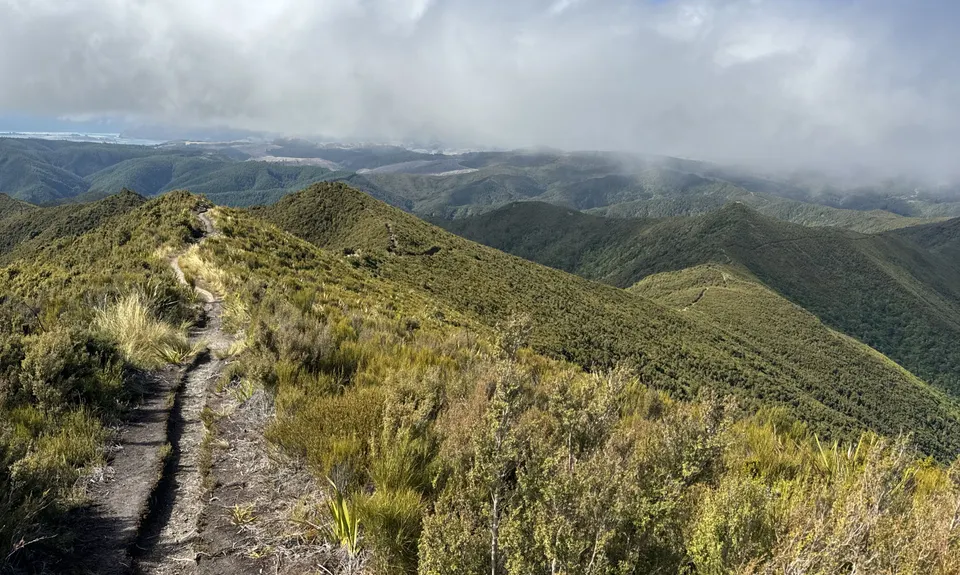 Silver Possum , Otago