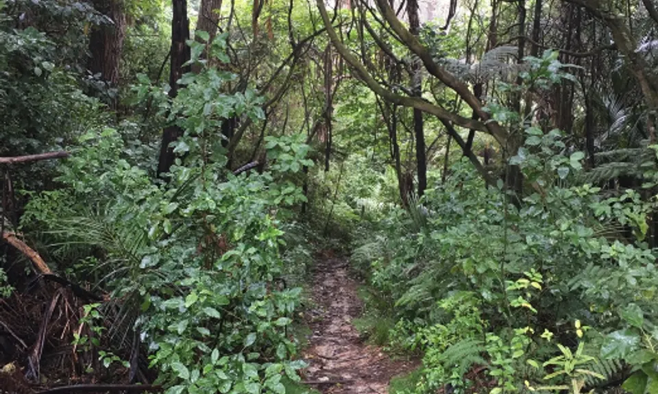 The Route of No Return - Puhoi to Dome Valley, Auckland