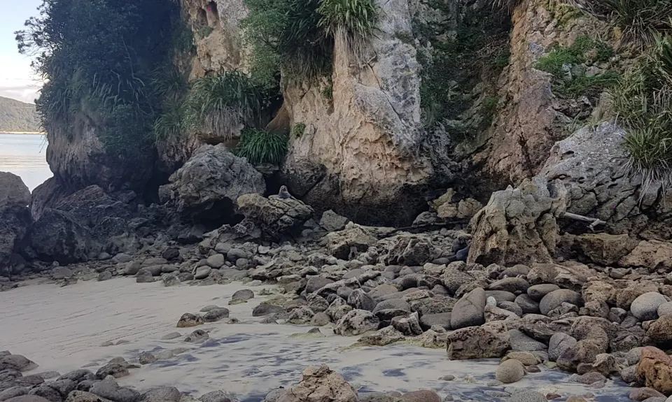Taupo Pa, Tasman