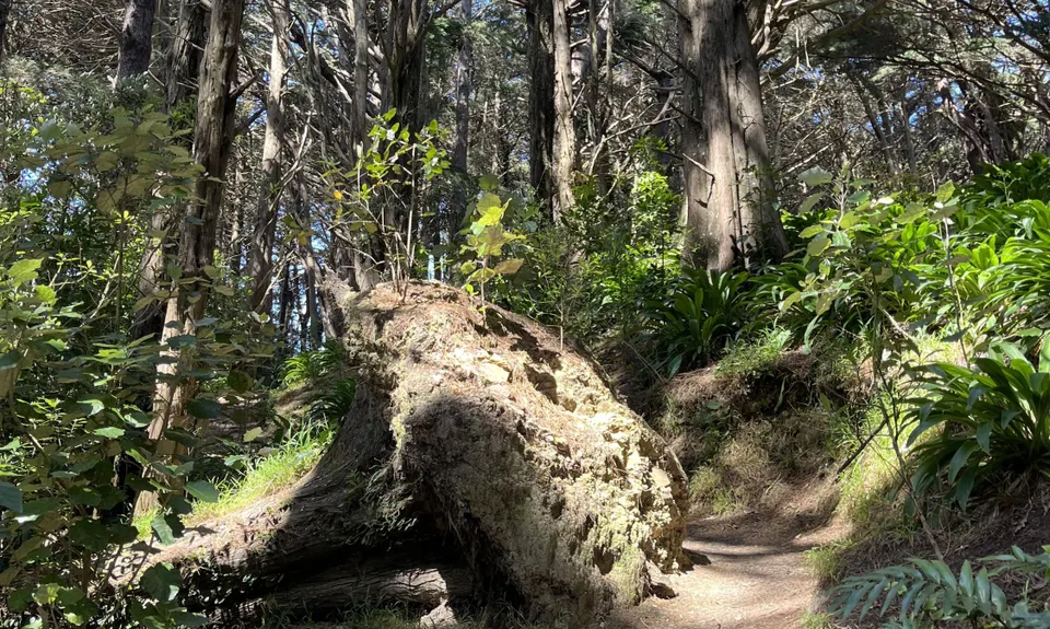 Southern Walkway, Wellington