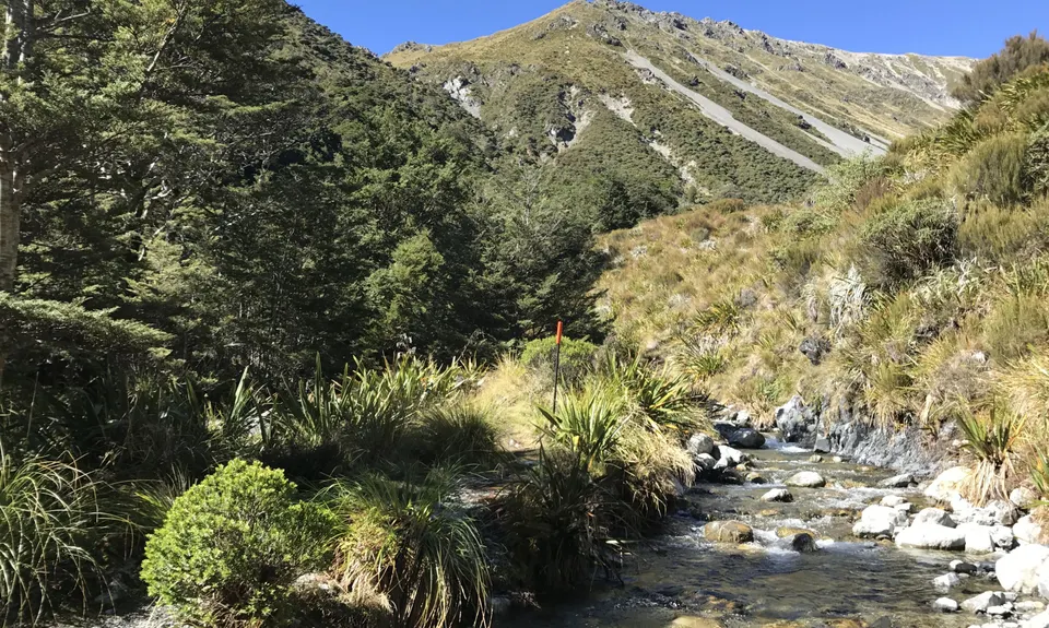 Speargrass - Robert Ridge, Tasman