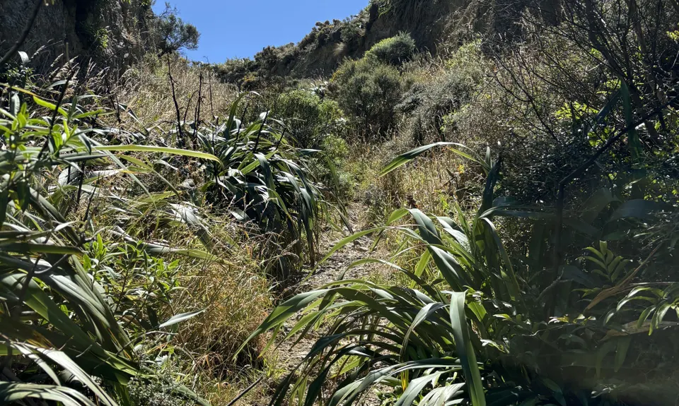 Spooky Gully and the Rocky Shore, Wellington