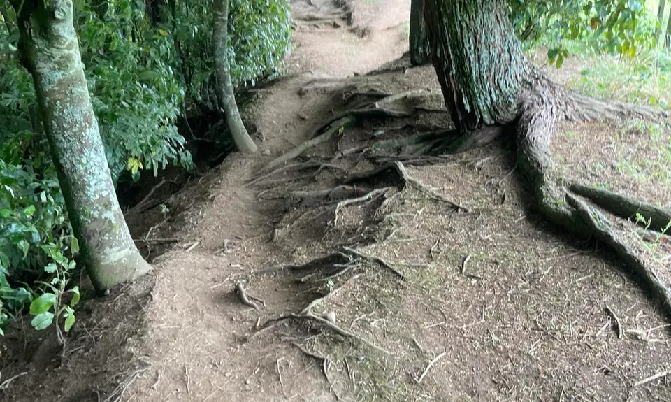 Stratford River Trail, Taranaki
