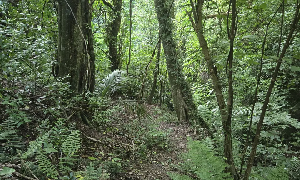 Sugarloaf and Waterfalls Loop, Wellington