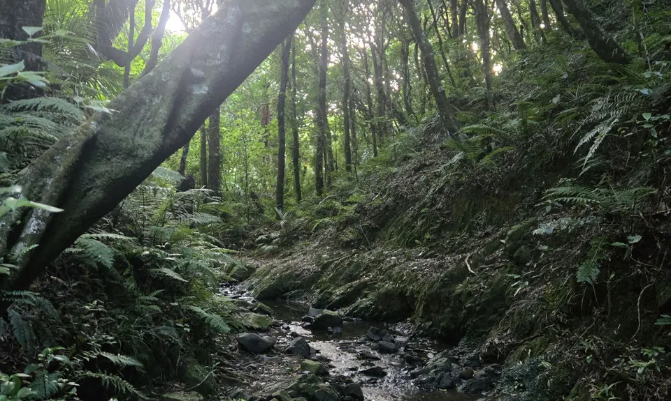 Sugarloaf and Waterfalls Loop, Wellington