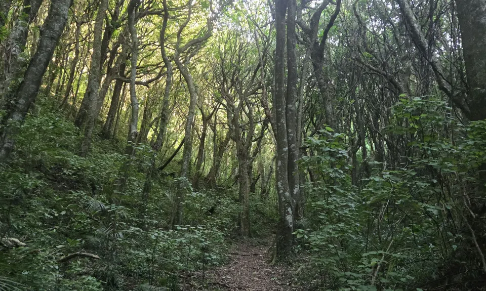 Sugarloaf and Waterfalls Loop, Wellington