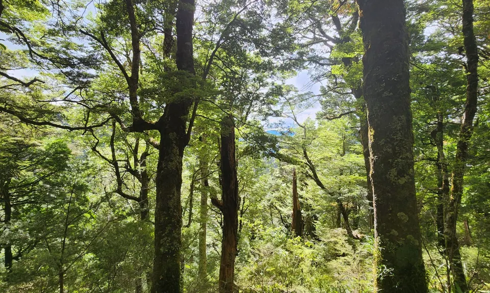Sunrise Hut, Hawkes Bay