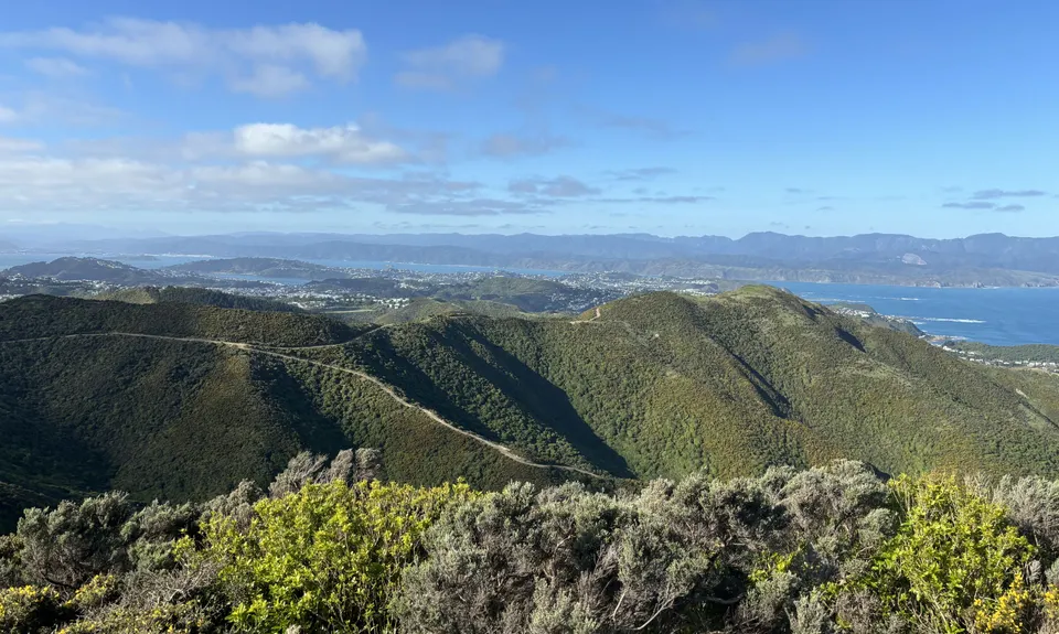 Swallow's loop, Wellington