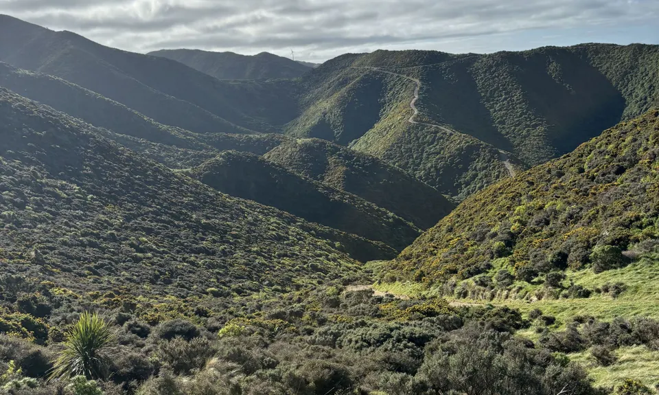 Swallow's loop, Wellington